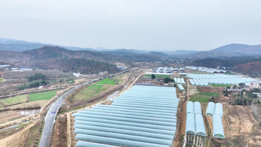 孝昌：“订单农业+精细管理” 让贝贝南瓜变“富民瓜”