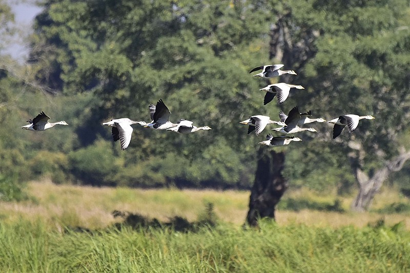 研究显示，到本世纪末，近 8,000 种动物可能面临