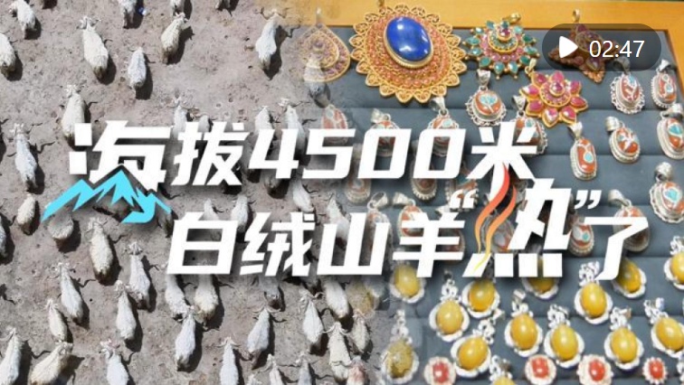 看“冷”经济发展｜海拔4500米，白绒山羊“热”