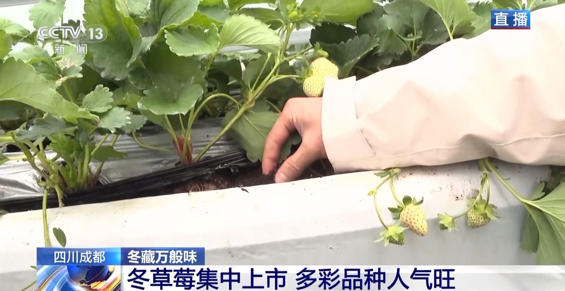 视频丨向科技要产量 智慧“草莓工厂”实现四季不断供