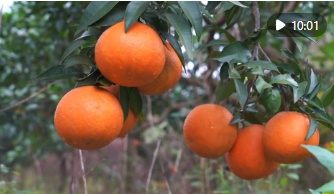 新华视点｜冬日暖阳里 听一首乡村振兴交响曲