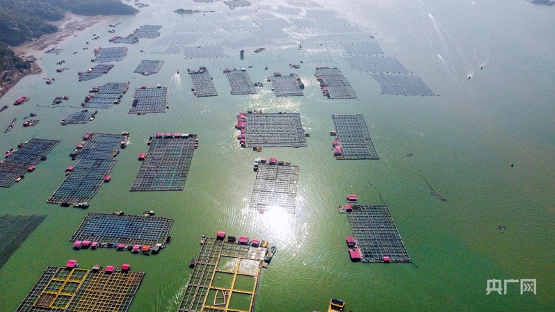 行进的海岸线｜潮起三都澳：一尾“金黄”跃居全国八成市场