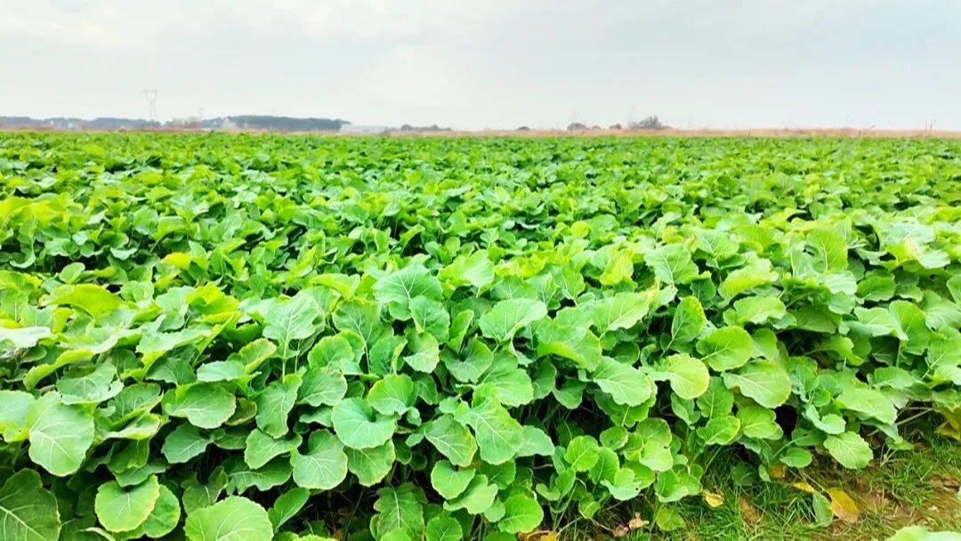 农业技术专家现场“把关”确保31万亩油菜安全过冬