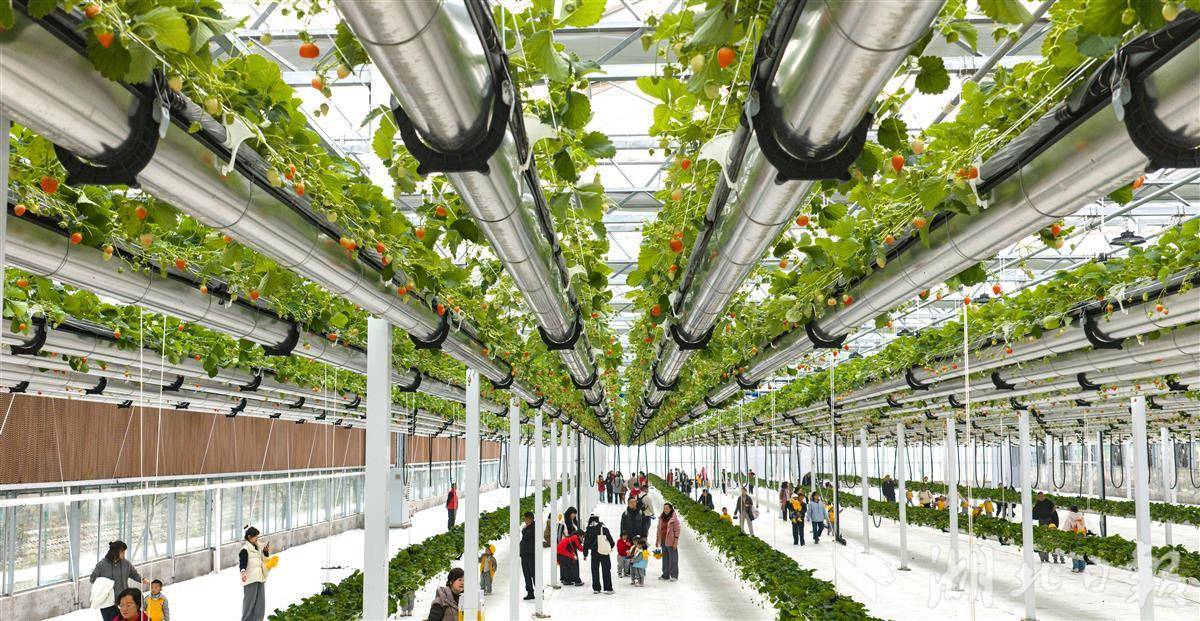 机器人上岗采摘草莓   当阳赋能智慧农业