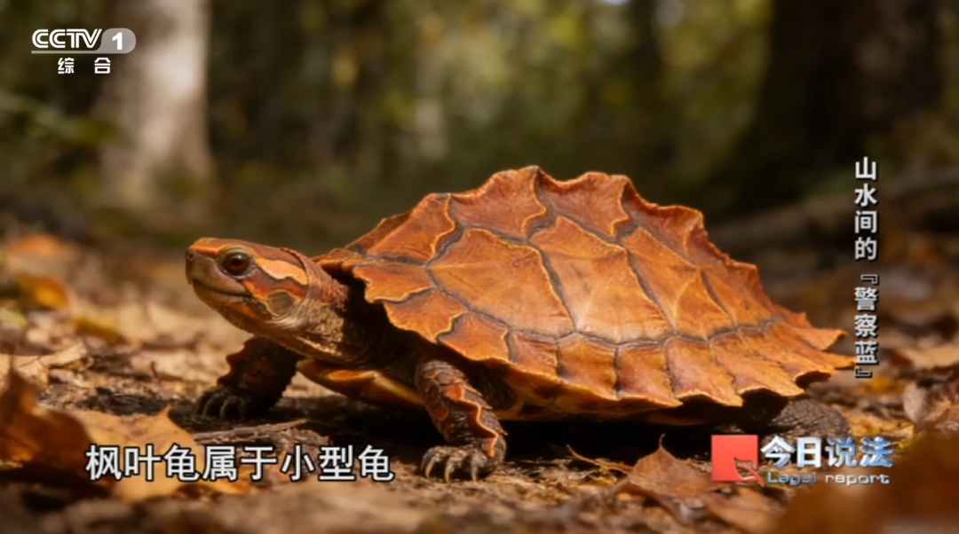 勿碰法律红线！这些陆龟和画眉鸟禁止私下买卖