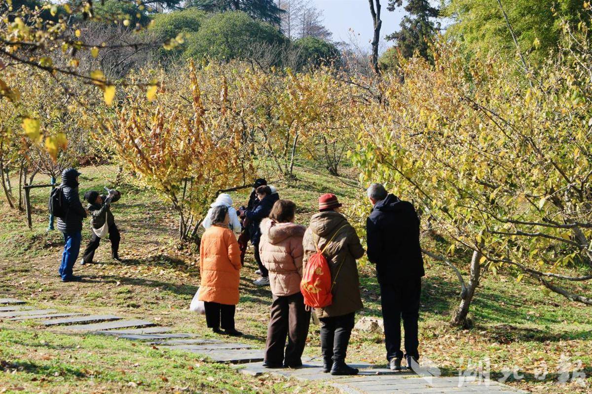  东湖梅园三千余株蜡梅进入盛花期