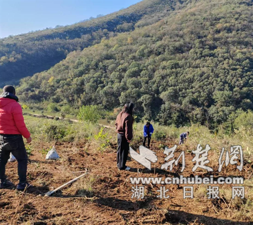 钟祥市冷水镇清泉村开辟增收新路径 集体种植油茶“希望林”