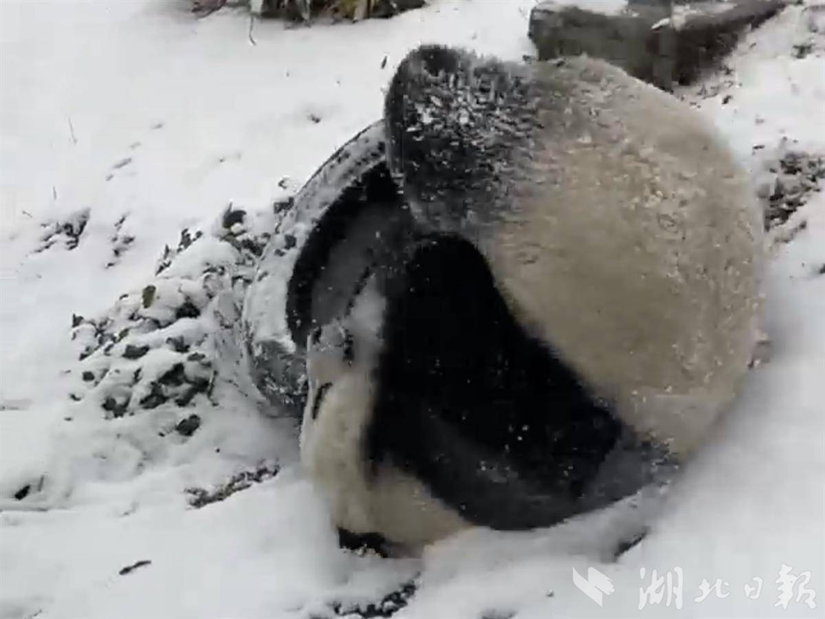 武汉迎初雪，大熊猫玩嗨了!  雪中撒欢打滚治愈力MAX