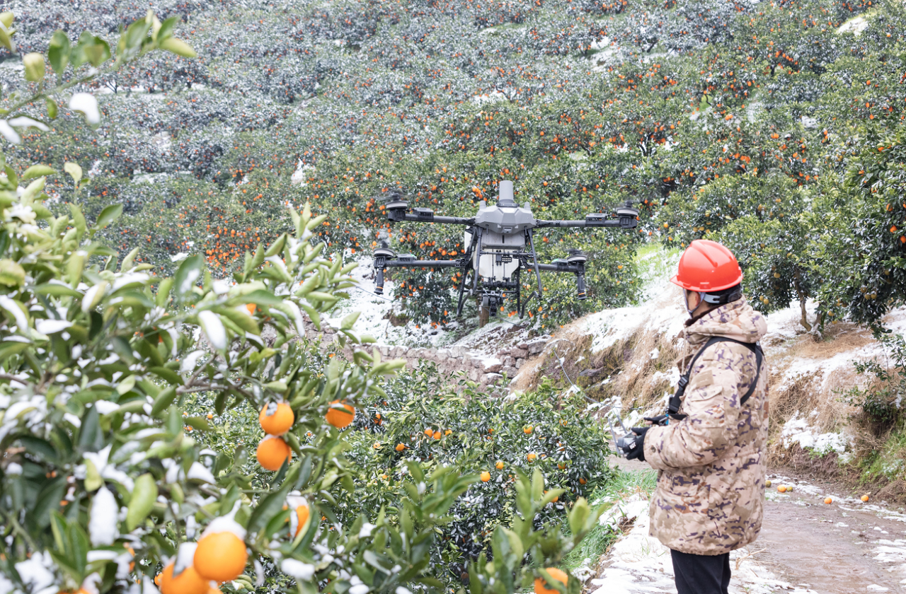 2万斤脐橙积雪中“飞”出深山——秭归无人机为果园除雪打响“脐橙保卫战”