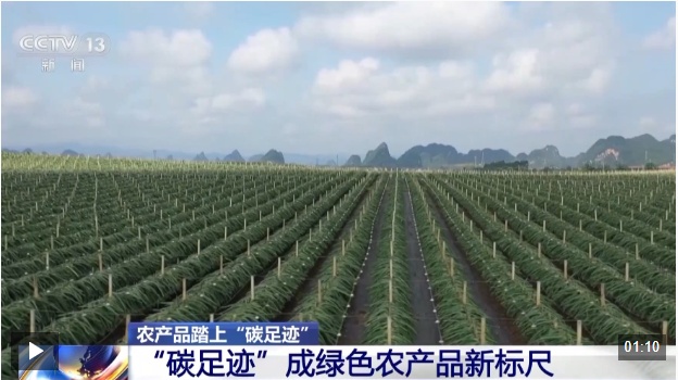 视频丨农产品踏上“碳足迹”这个新标尺让柑橘“甜”上加“值”(图9)