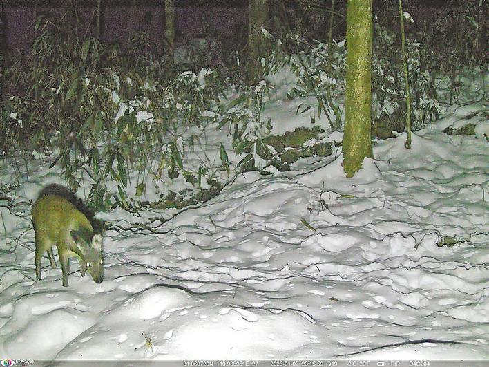 积雪覆盖大老岭国家级自然保护区 护林员投喂食物助野生动物越冬