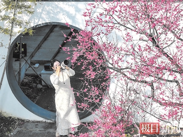 暗香浮动！东湖梅园早梅盛放