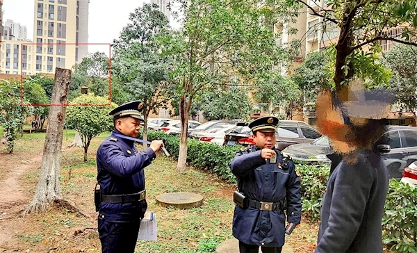  将小区内5棵大树砍成“光杆” 武汉一物业公司被罚2100元