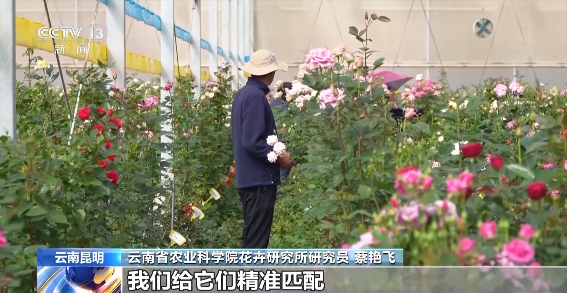 视频丨期待！二舅名字命名的月季“宝华”预计8月上市