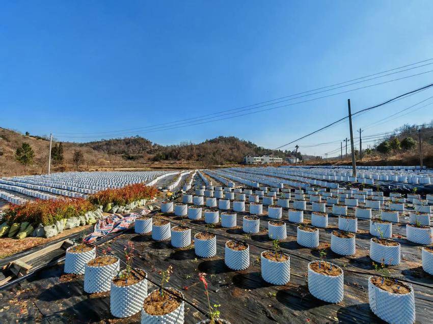 大悟阳平：盆栽蓝莓焕新颜 产业升级结新果