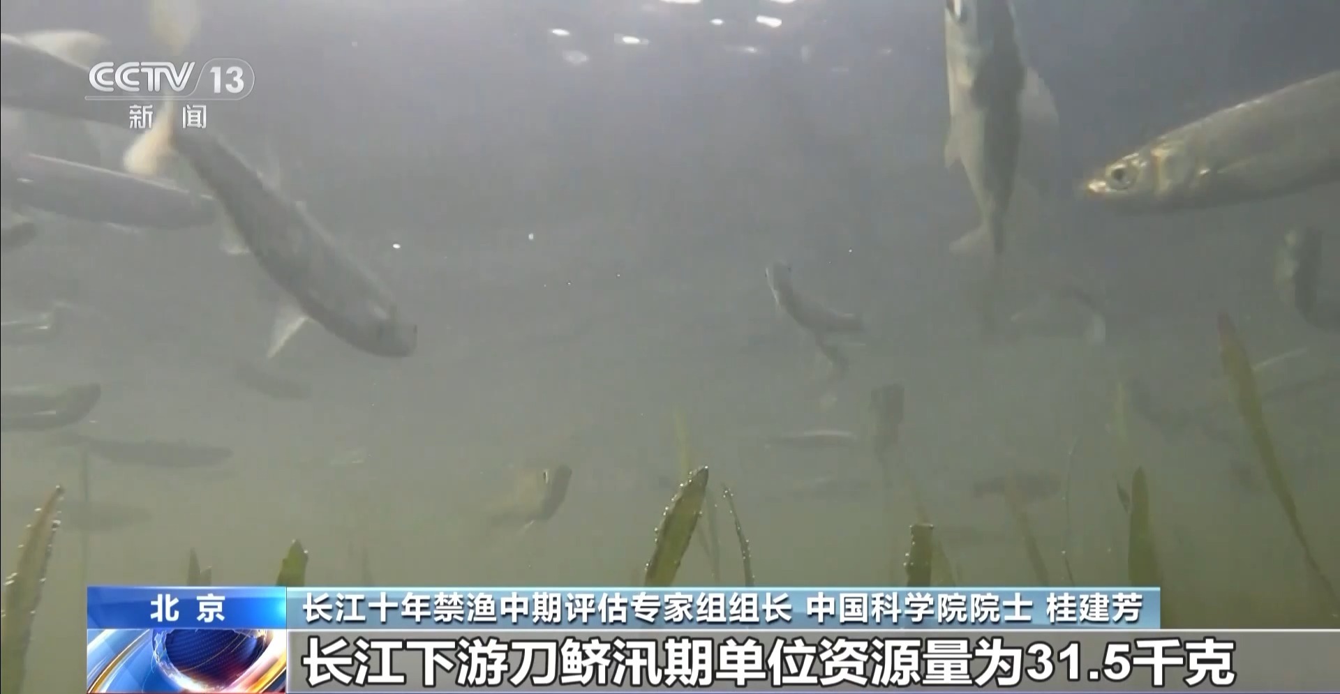 视频丨水生生物完整性指数持续提升 长江禁渔保护修复效果逐步显现