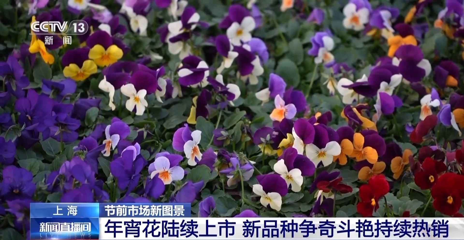  视频丨节前年宵花陆续上市 龙灯迎来产销旺季