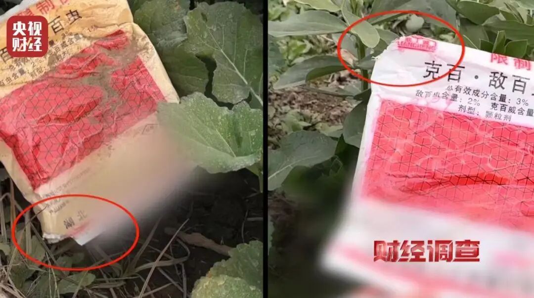 含毒农药仍在生产和使用！菜地里农药味刺鼻，当地村民称不会吃这里的菜