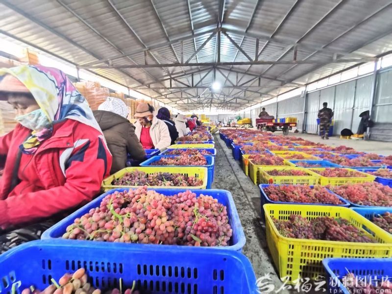 2025年新疆果品出口42亿元 同比增长44%