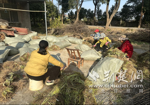 荆门东宝牌楼镇：梨药套种冬日植绿 生态产业助农增收