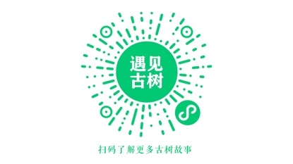 一棵树何以成为中国名片