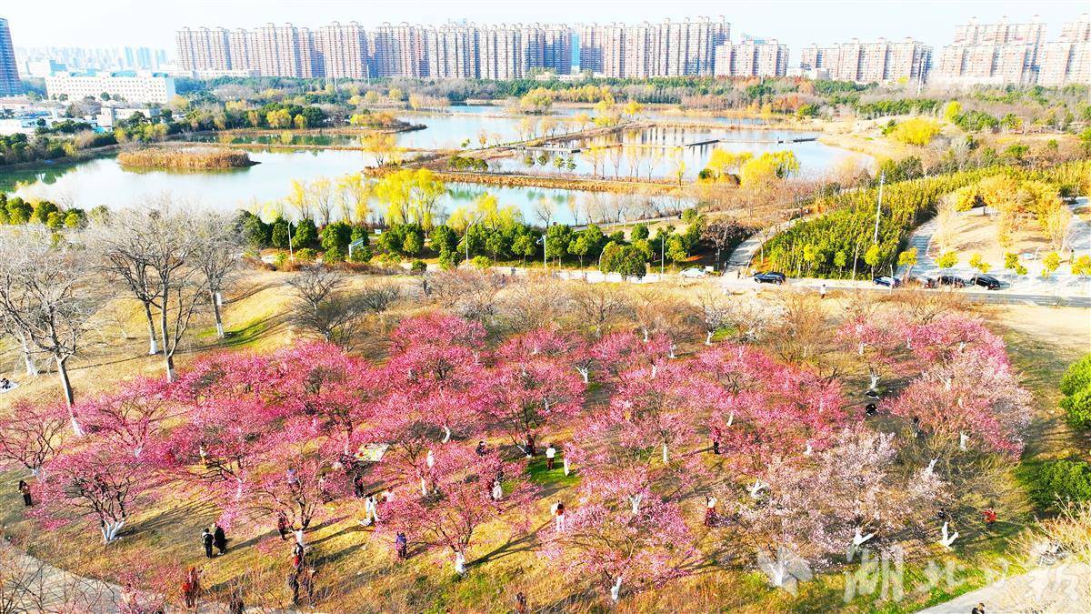 武汉朱牙海洋公园迎来美味梅花季