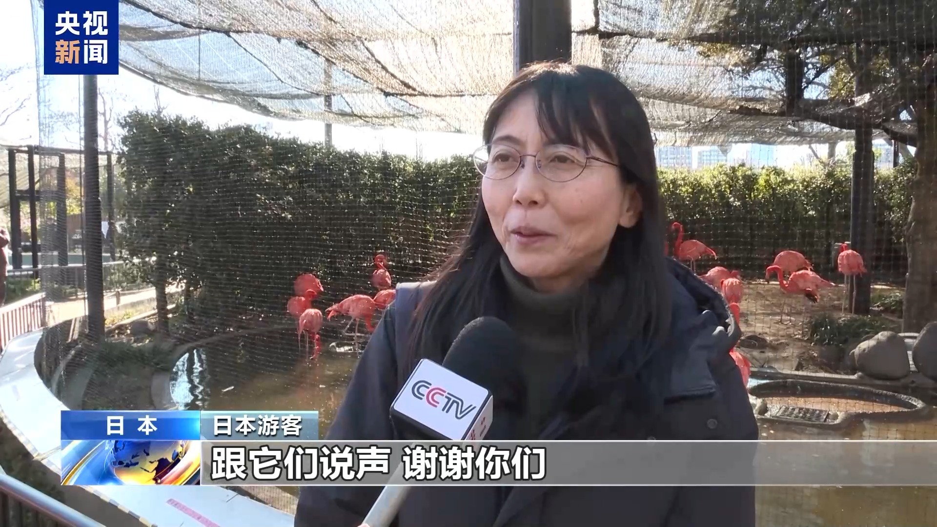  视频丨大熊猫“晓晓”和“蕾蕾”即将回国 日本民众依依惜别