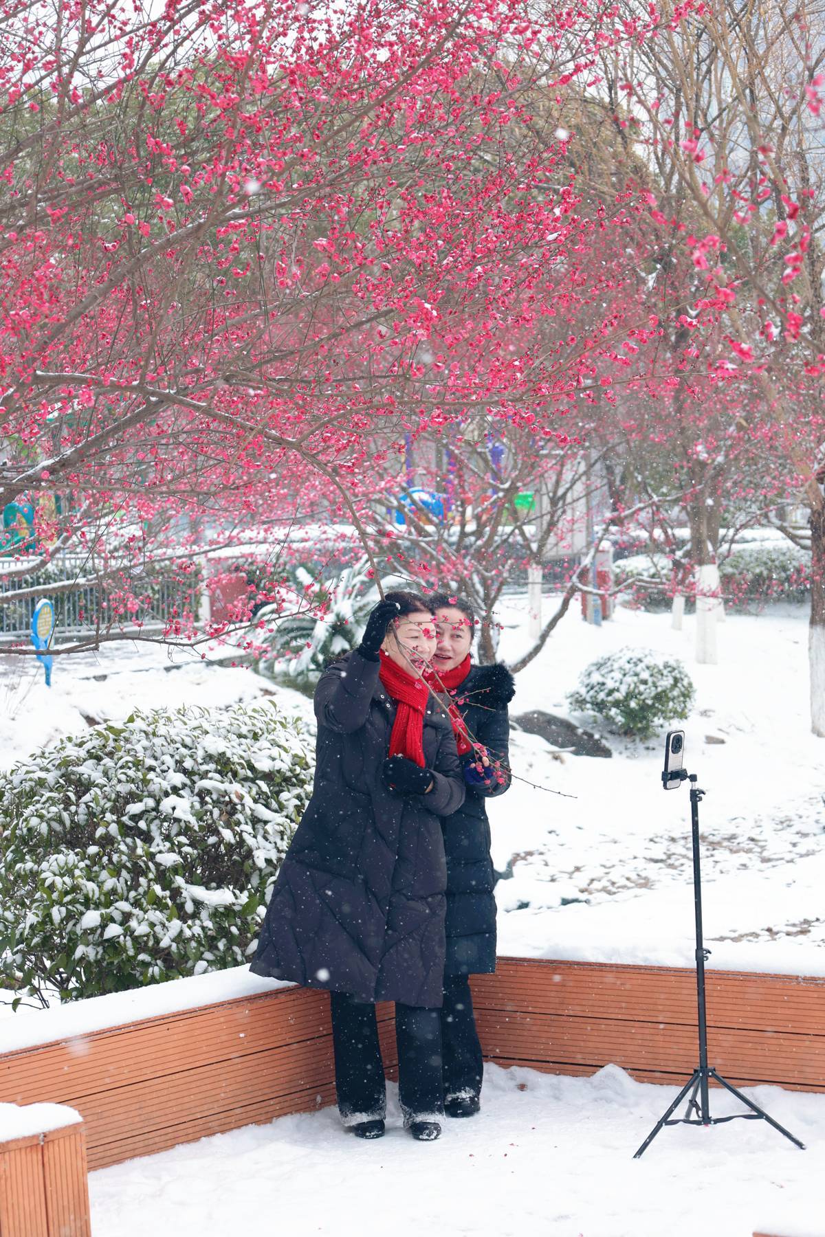 雪落梅枝绽芳华，洪山区幸福湾公园雪日限定美景上线