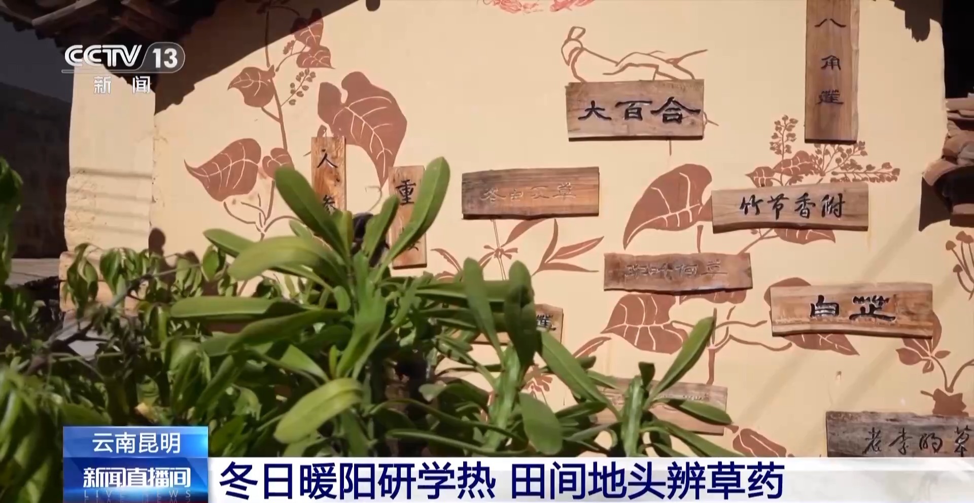 视频丨百草村里识百草 冬日研学让乡村文化“可尝可感”