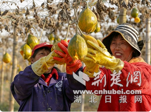 荆门东宝：瓜蒌喜丰收 “金果”促增收