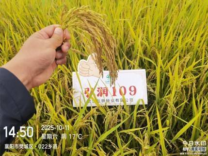  好吃还抗高温  湖北首个“双一级”水稻品种通过审定