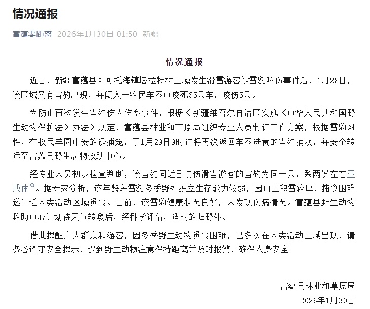  新疆咬伤游客雪豹又咬死35只羊，目前已被捕获救助