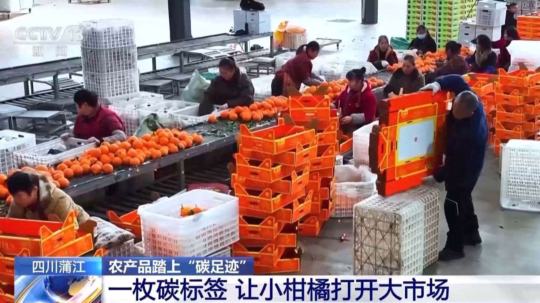 视频丨农产品踏上“碳足迹”这个新标尺让柑橘“甜”上加“值”(图7)