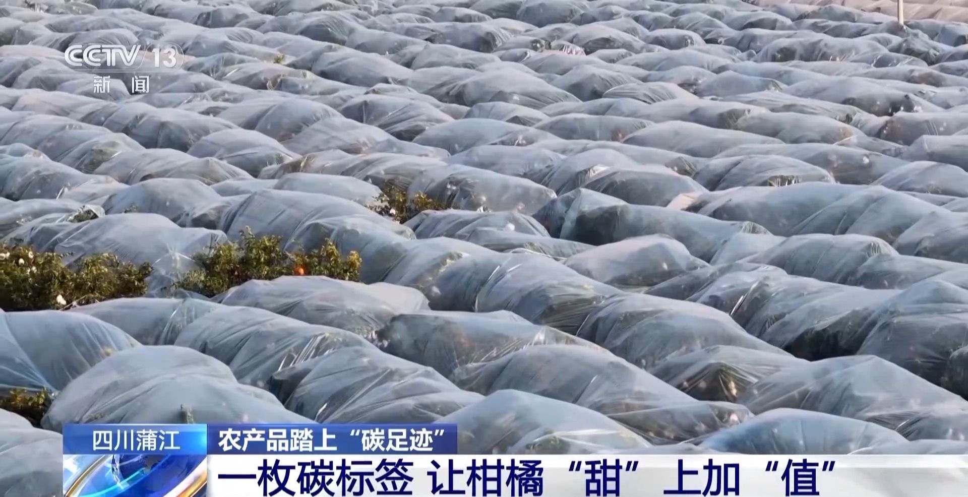 视频丨农产品踏上“碳足迹”这个新标尺让柑橘“甜”上加“值”(图4)