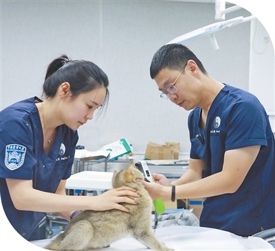 从大熊猫到雪豹，这位教授的“患者”都在野外