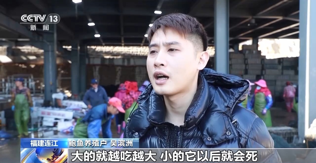  视频丨海上冬耕忙 福建连江约15亿粒鲍鱼迎来分苗季