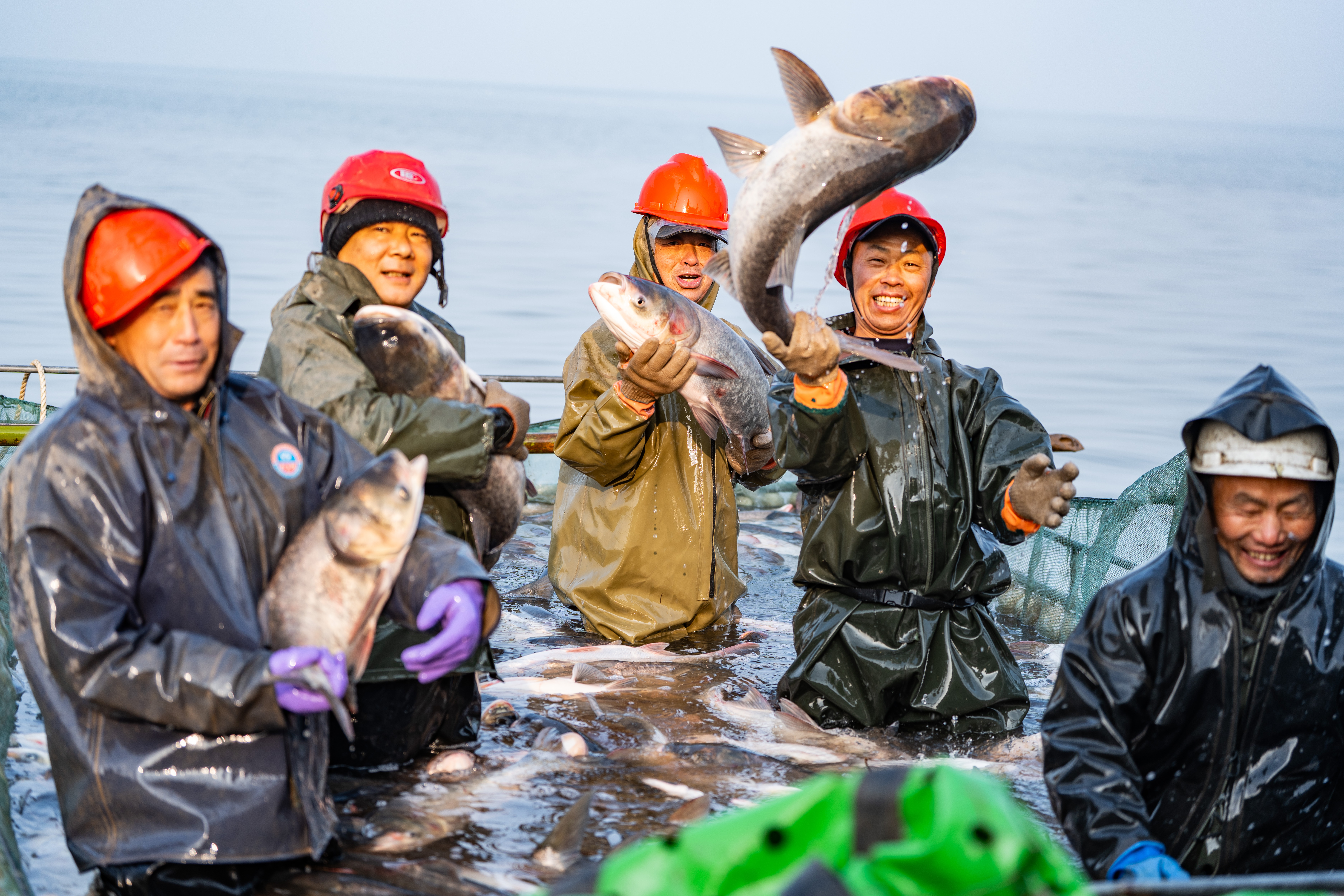  水清鱼跃人欢腾 枝江金湖生态鱼喜获丰收