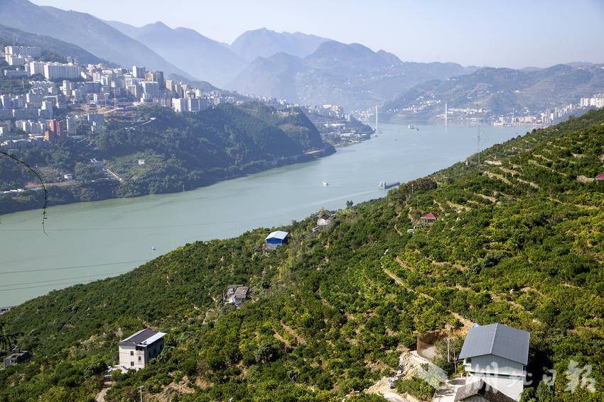 巴东县东瀼口：橘满金枝映江岸 一园香甜富乡邻