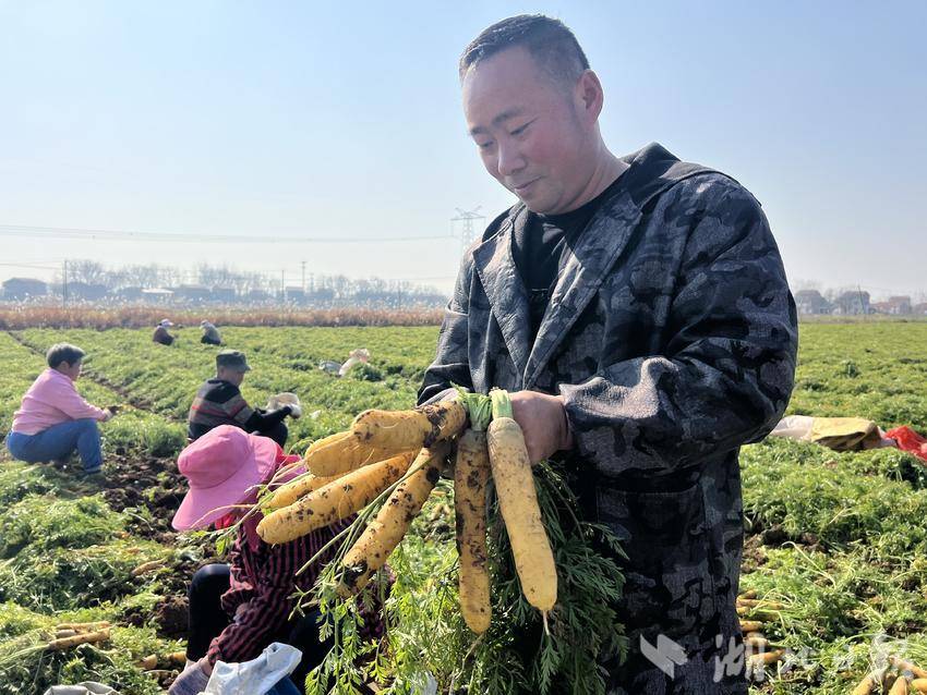 应城黄滩镇“兵支书”携胡萝卜“闯”香江