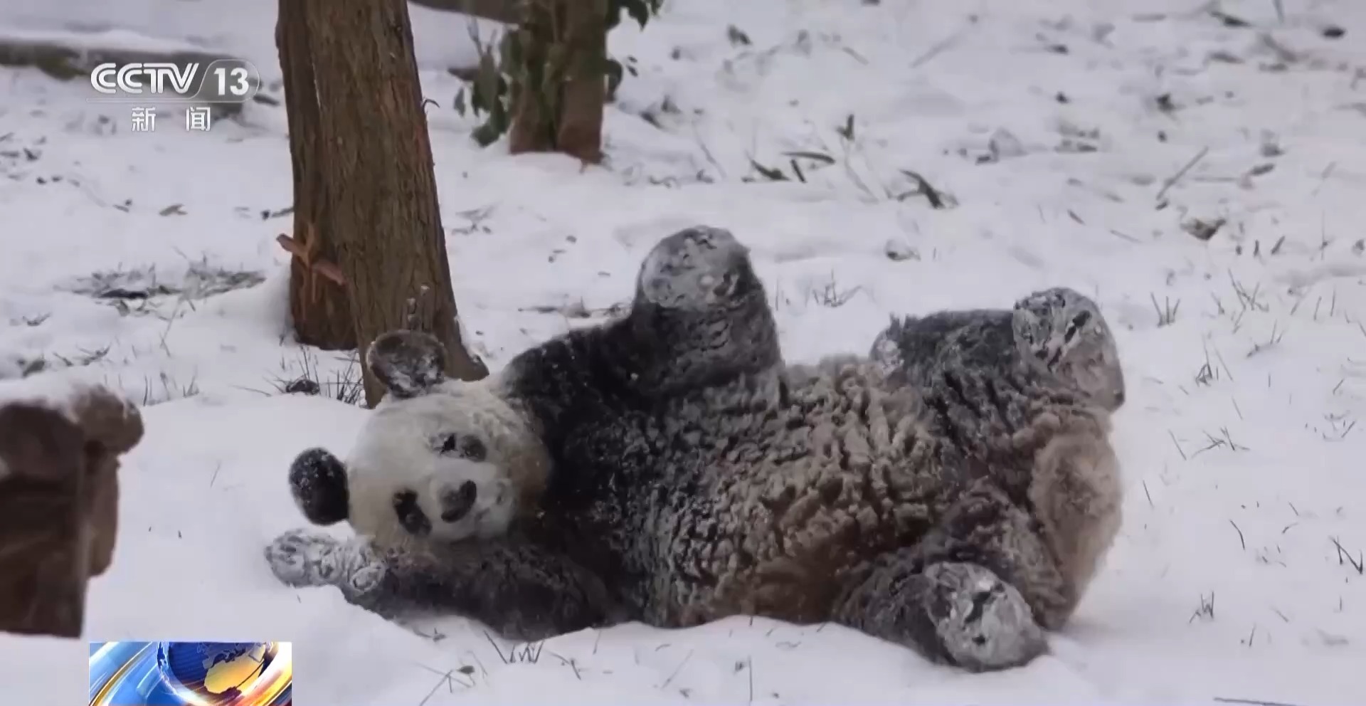 视频丨大熊猫“梦梦”雪地撒欢 玩耍清洁一举两得