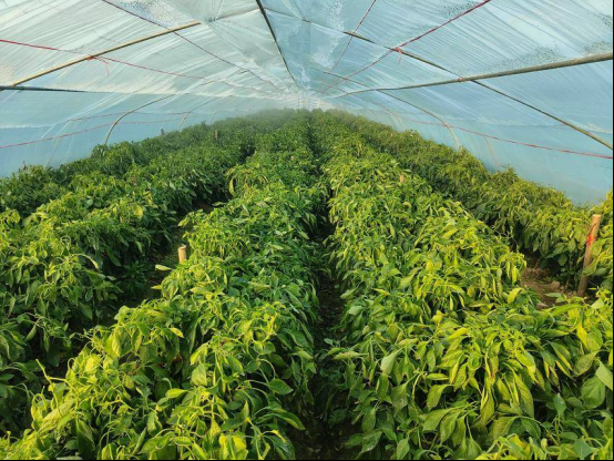 孝南：大棚辣椒丰收忙 特色种植促增收
