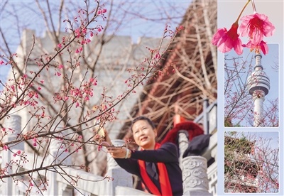 三九暖如春 催开早山樱