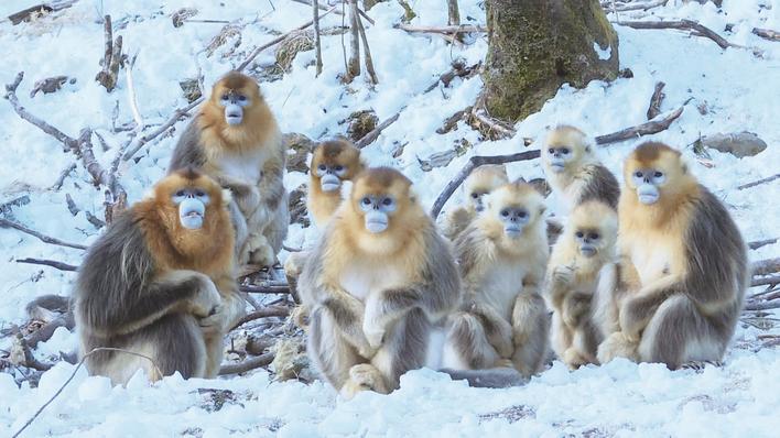 神农架雪景如画“猴王”抢镜拍全家福