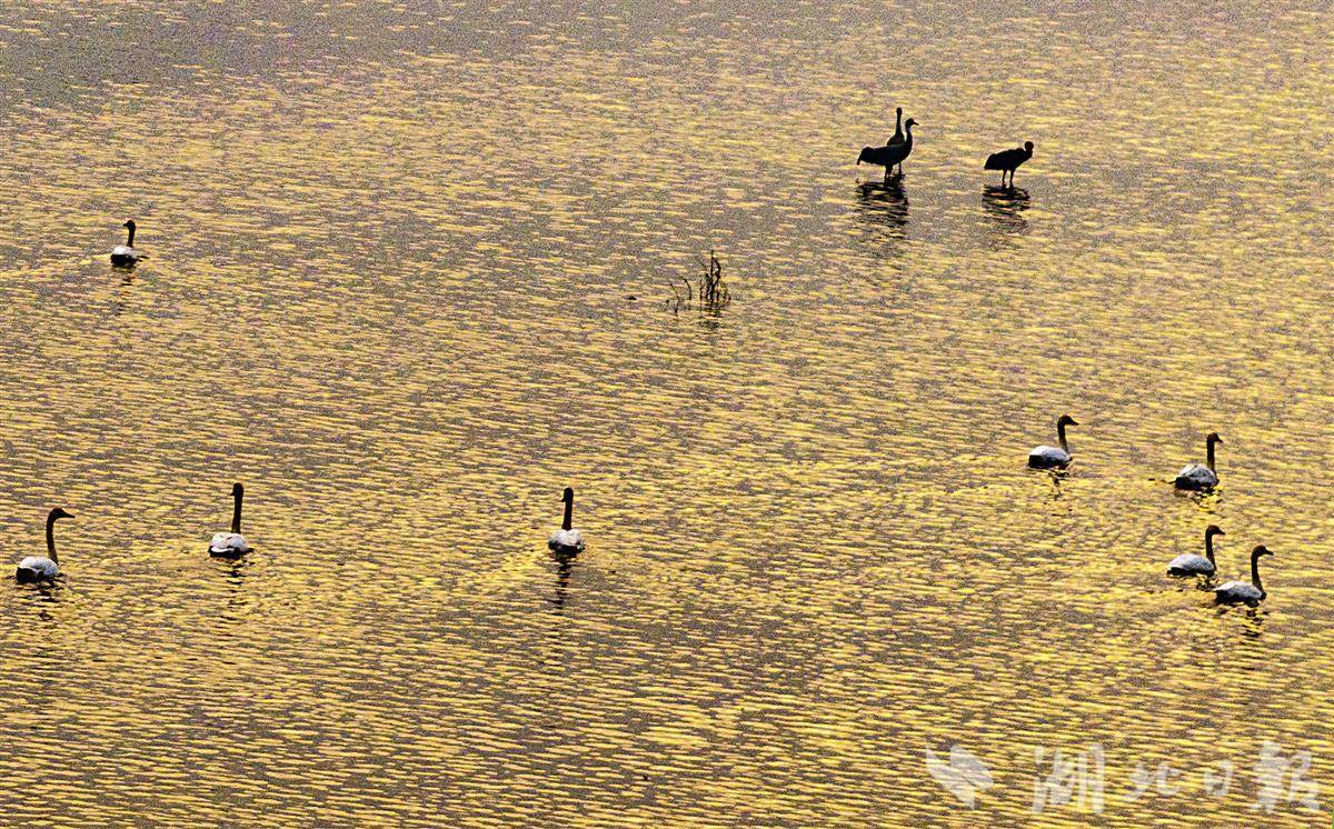 从3500人到0人再到1000多人，上海崇明东单再现《天鹅湖》