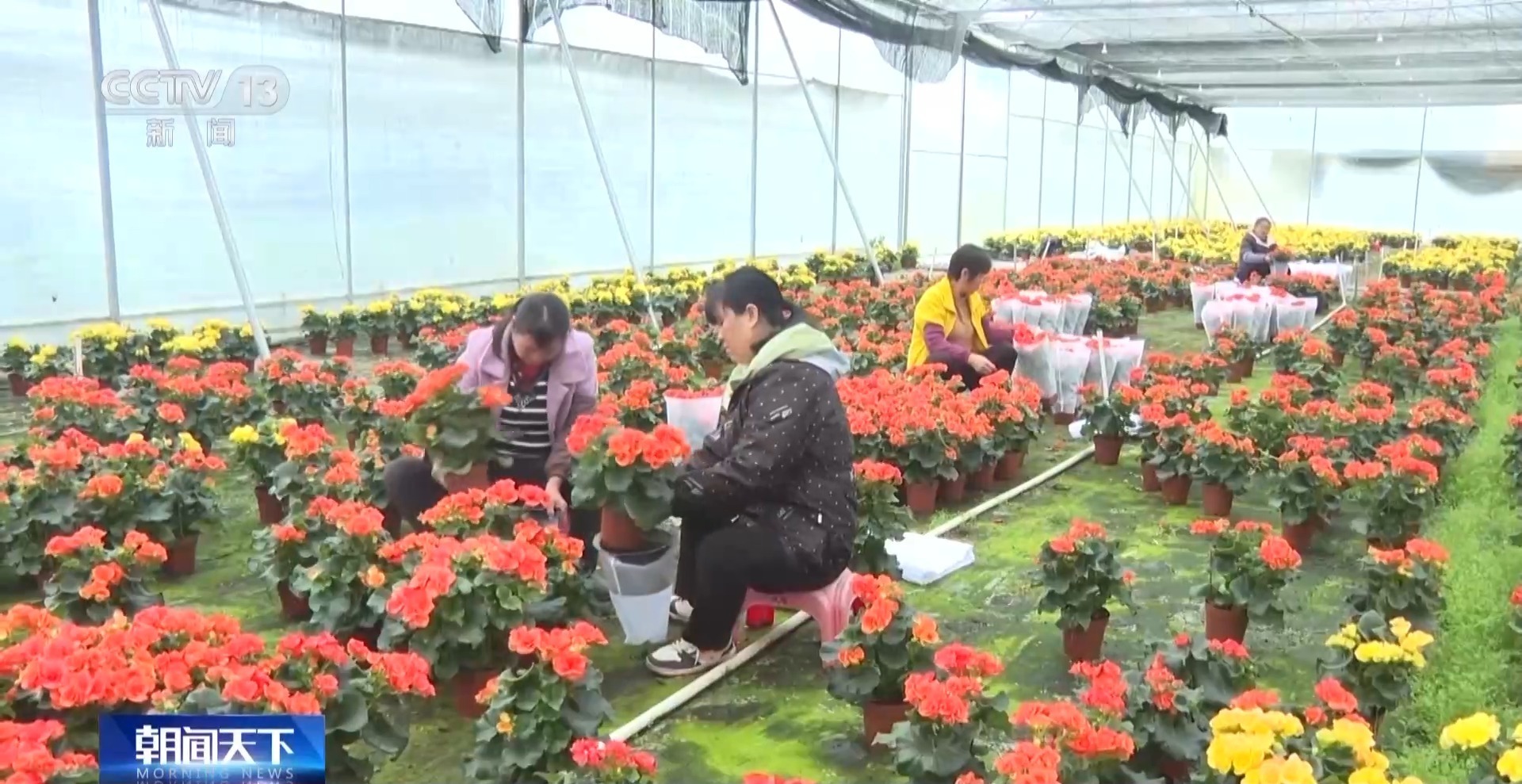  视频丨春节临近各地年宵花热销 你最喜欢哪一款？