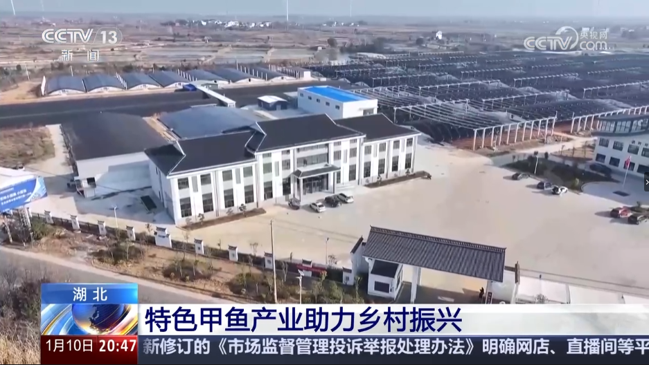 又上央视！这次关注的是→应城特色甲鱼产业助力乡村振兴