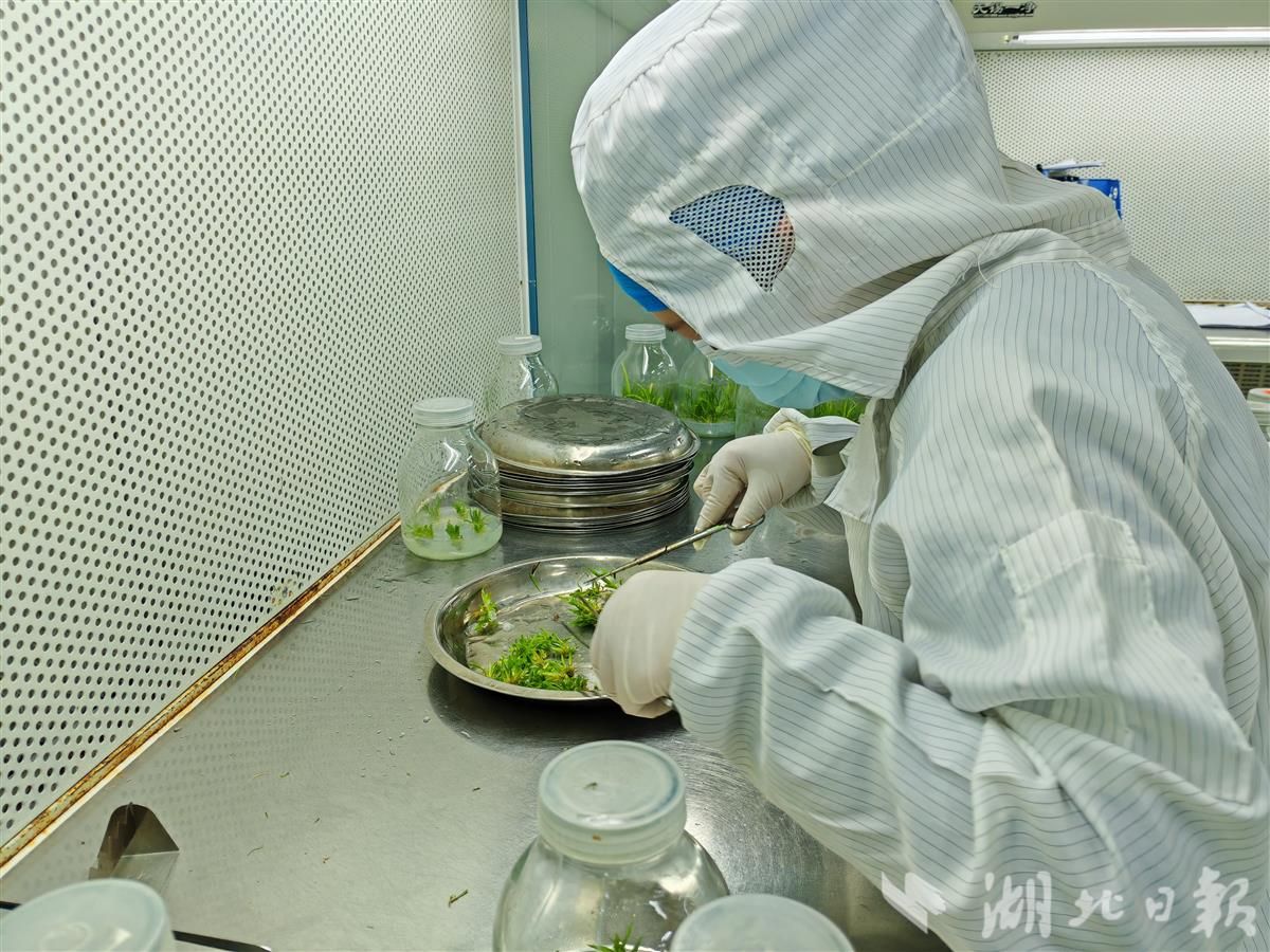 湖北多点冲刺新能源赛道