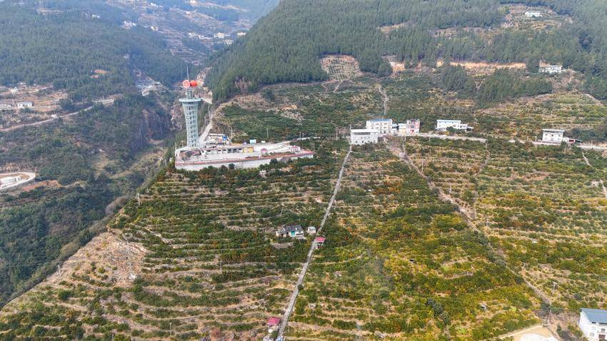 巴东：橘塔披金立峡江 金橘压枝漫江岸