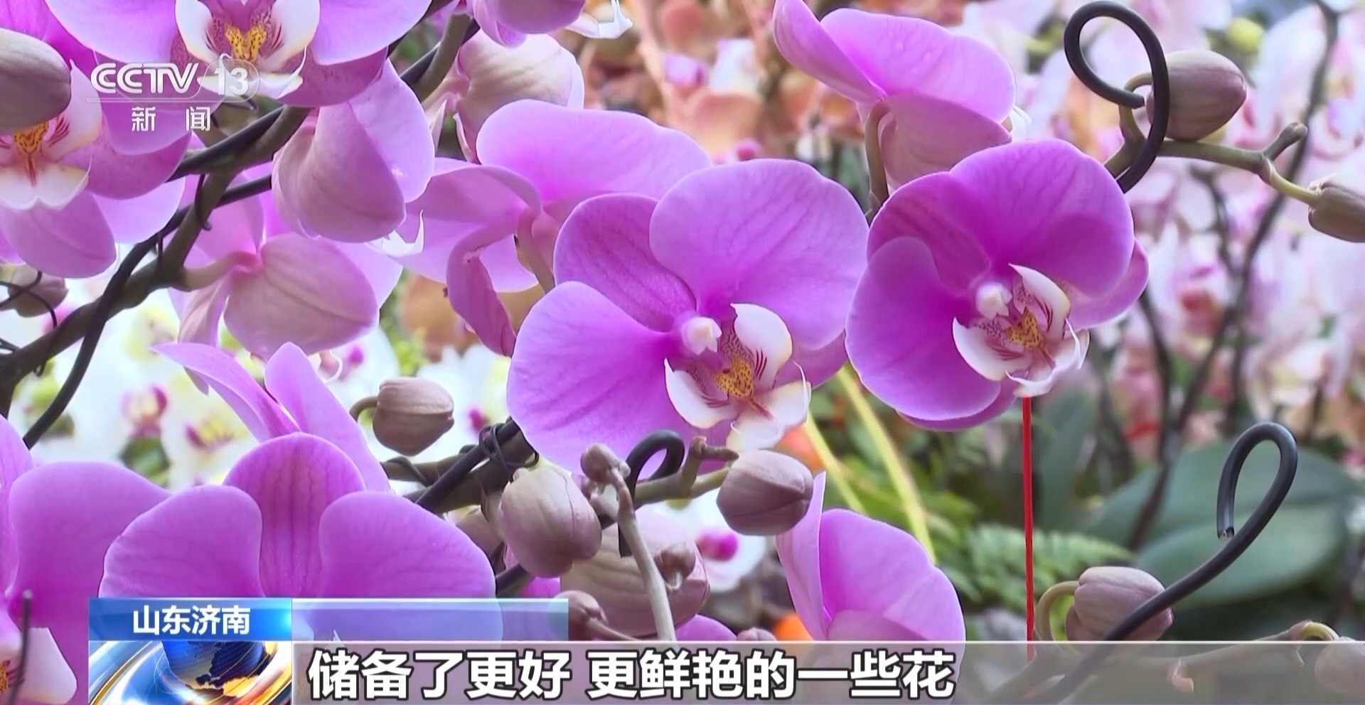 视频丨节前年宵花陆续上市 各地市场供销两旺
