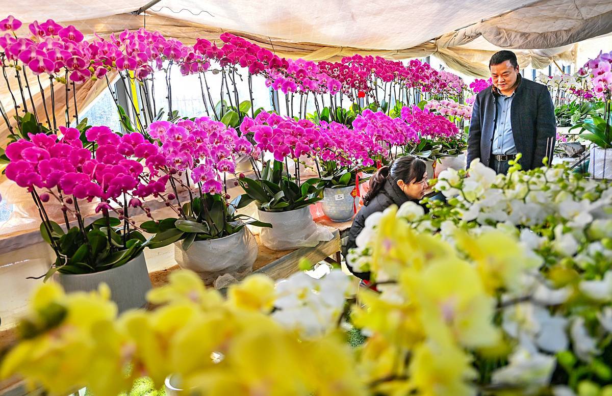 武汉花市升温 创意花卉成消费新宠